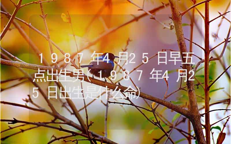 1987年4月25日早五点出生男(1987年4月25日出生是什么命)