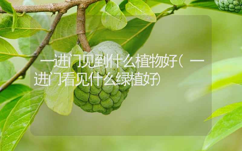 一进门见到什么植物好(一进门看见什么绿植好)