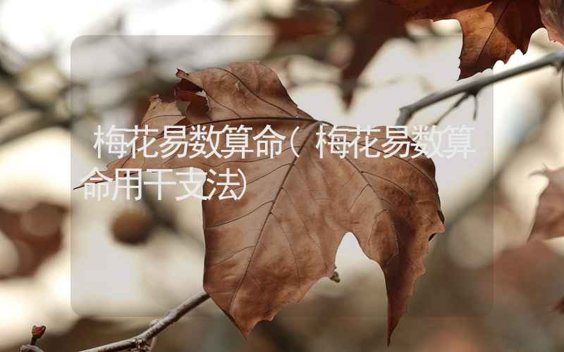 梅花易数算命(梅花易数算命用干支法)