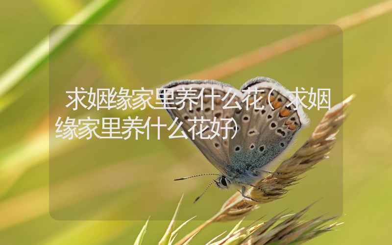 求姻缘家里养什么花(求姻缘家里养什么花好)