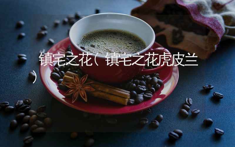 镇宅之花(镇宅之花虎皮兰)